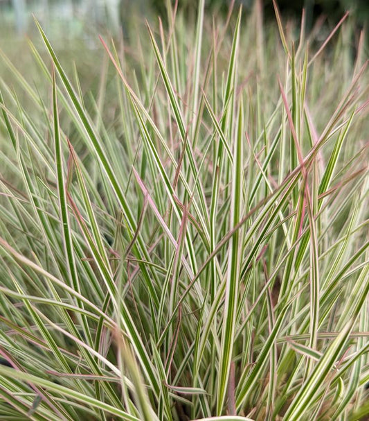 SCHIZACHYRIUM SCOPARIUM `CHAMELEON`