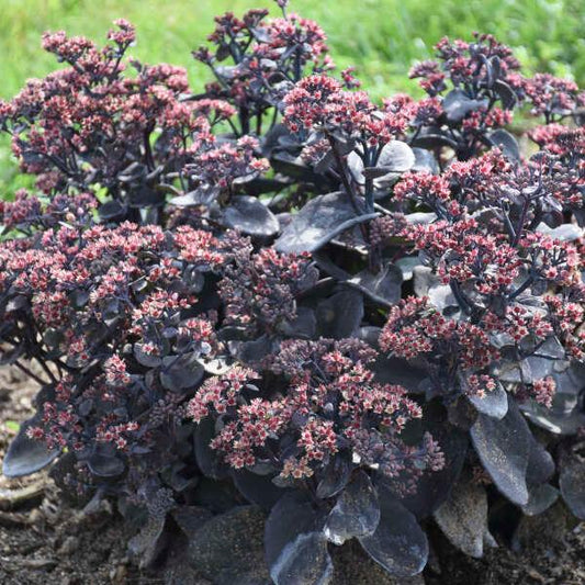 SEDUM ROCK `N ROUND `PRIDE AND JOY`
