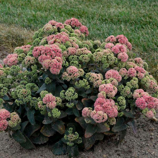 SEDUM ROCK `N GROW `CORALJADE`