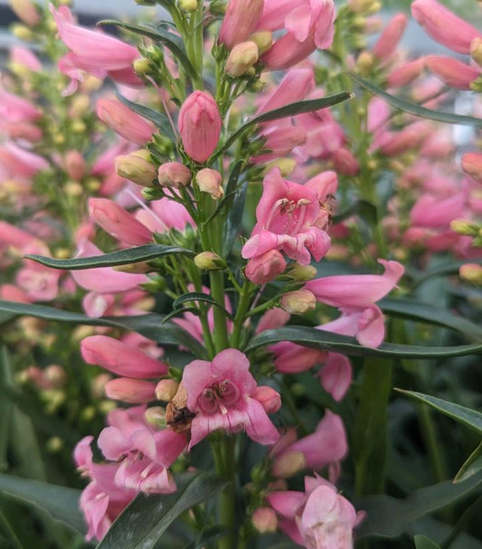 PENSTEMON PRISTINE `PINK`