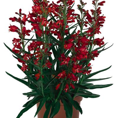 PENSTEMON PRISTINE `SCARLET`