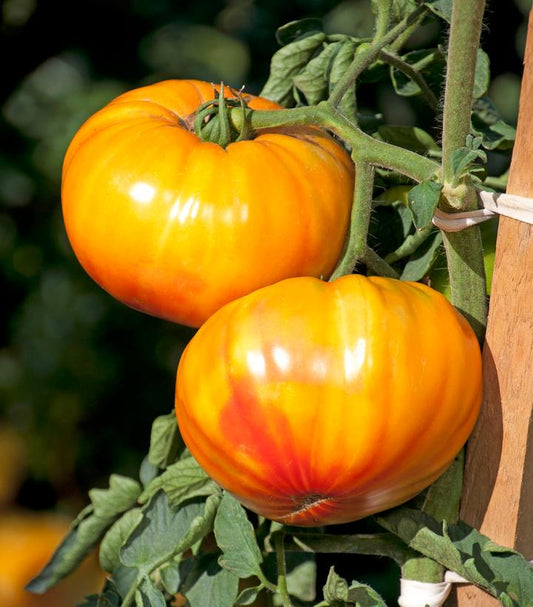 TOMATO `BUFFALOSUN` (SLICER)