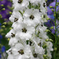 DELPHINIUM NEW ZEALAND `BLACK EYED ANGELS`