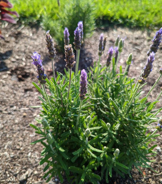 LAVANDULA ANGUSTIFOLIA `IMPERIAL GEM`