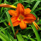 HEMEROCALLIS `ALABAMA JUBILEE`