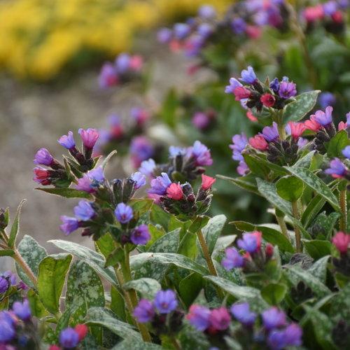 PULMONARIA `SPOT ON`