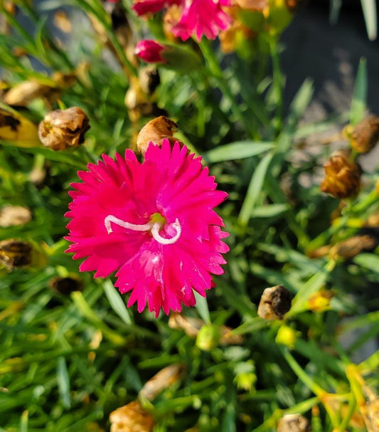 DIANTHUS `PAINT THE TOWN RED`