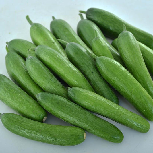 CUCUMBER `GREEN LIGHT`