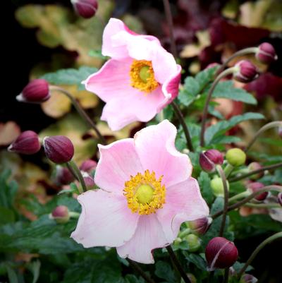 ANEMONE SATIN DOLL `BLUSH`