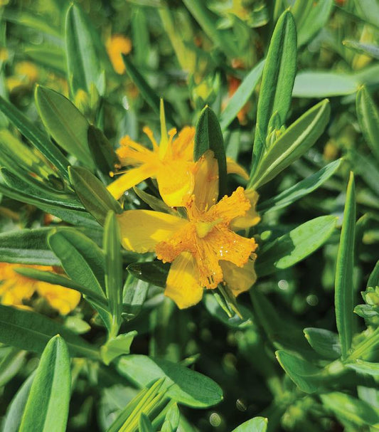 HYPERICUM KALMIANUM `COBALT-N-GOLD`