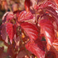 VIBURNUM DENTATUM `RED FEATHER`