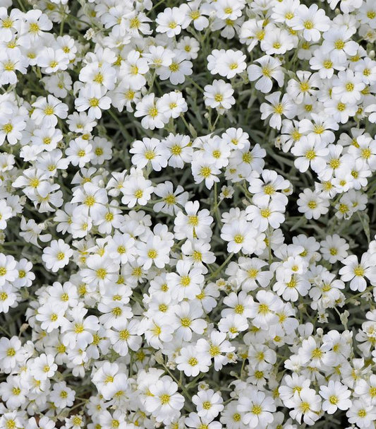 CERASTIUM TOMENTOSUM `YO YO`