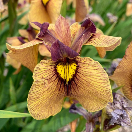 IRIS PSEUDATA `YARAI`