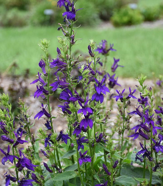 LOBELIA SPECIOSA `STARSHIP BLUE`