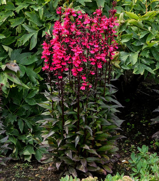 LOBELIA SPECIOSA `STARSHIP ROSE`