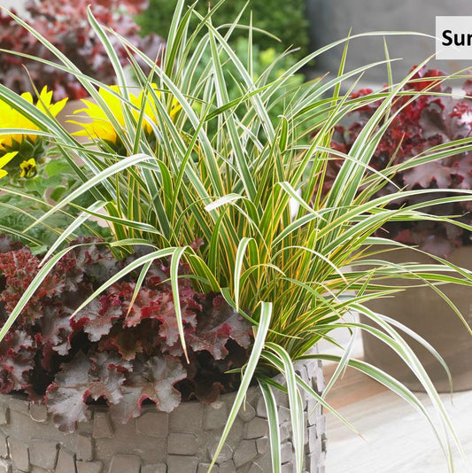 CAREX O. EVERCOLOR `EVERGLOW`