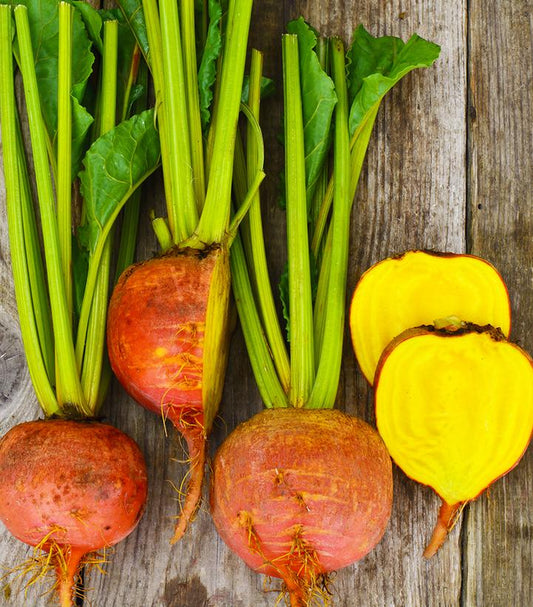 BEET `TOUCHSTONE GOLD`