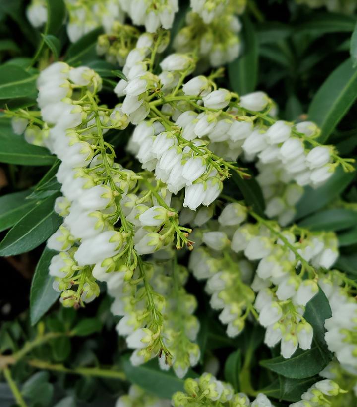 PIERIS JAPONICA `PURITY`