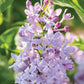 SYRINGA VULGARIS NEW AGE `LAVENDER`