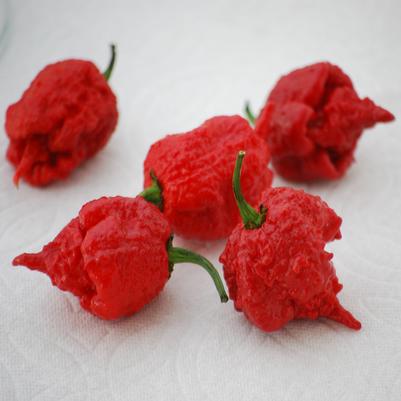 PEPPER `CAROLINA REAPER` (HOT)
