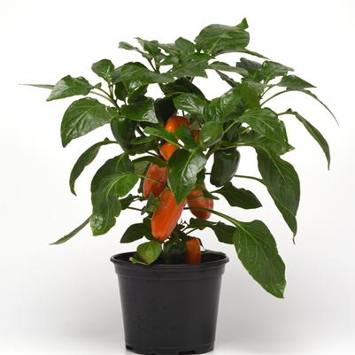PEPPER `FRESH BITES MIX` (SWEET)