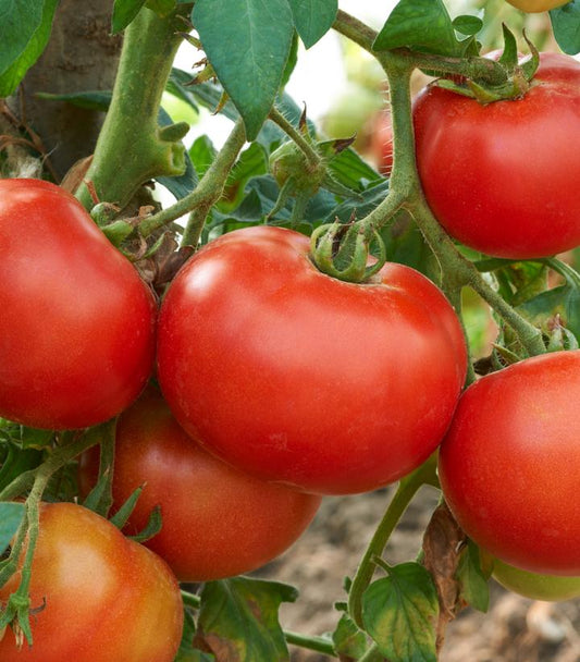 TOMATO `JAMESTOWN` (SLICER)
