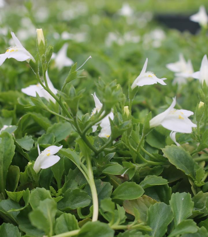 MAZUS REPTANS `ALBUS` - 3`` POT