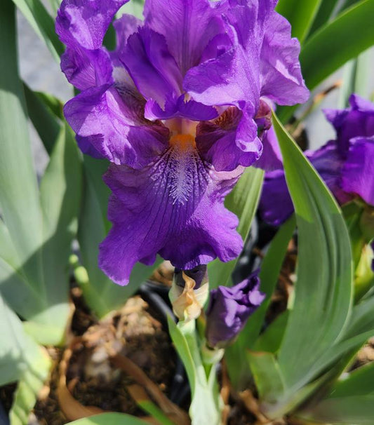IRIS GERMANICA `WINE FESTIVAL` (PURPLE/GOLD)
