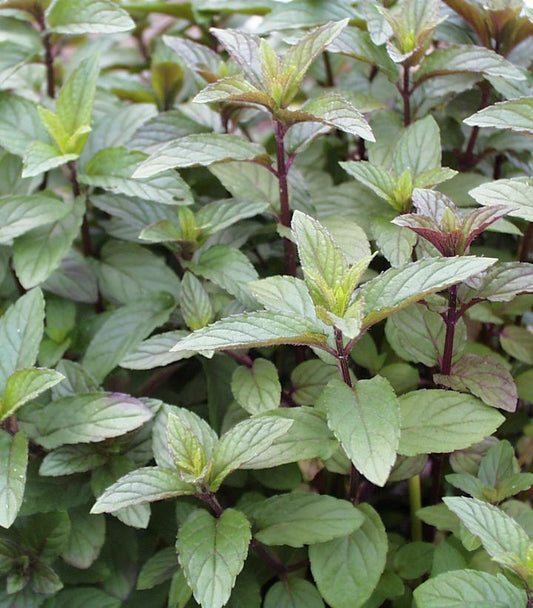 MENTHA P.`CHOCOLATE` - CHOCOLATE MINT