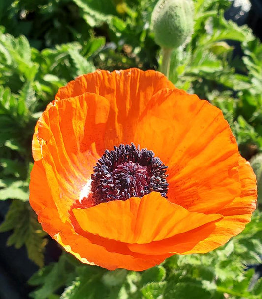 PAPAVER ORIENTALE `FRUIT PUNCH`