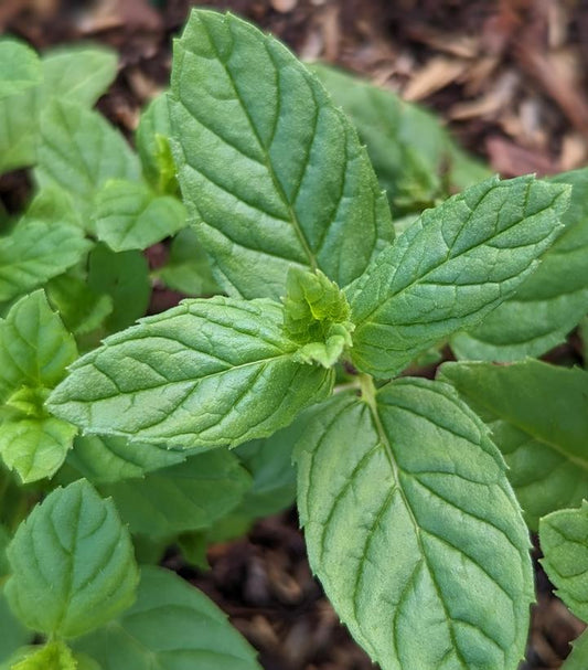 MENTHA SPICATA - SPEARMINT