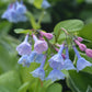 MERTENSIA VIRGINICA