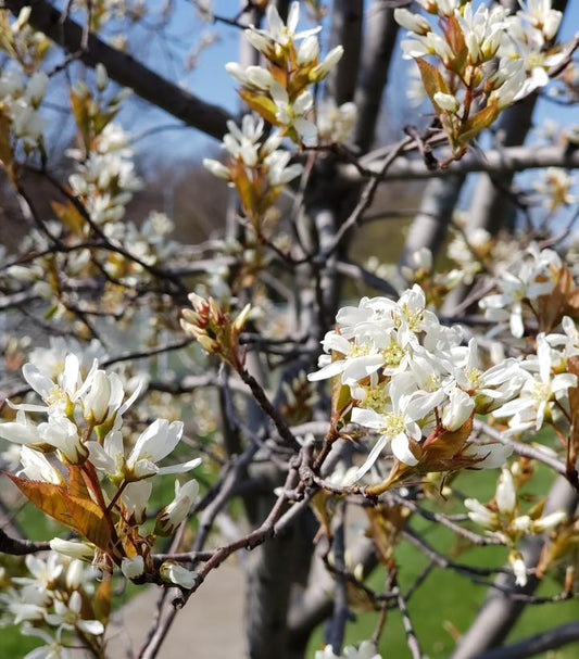 AMELANCHIER CANADENSIS `SPRING GLORY` - SINGLE