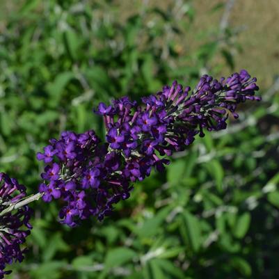 BUDDLEIA `GROOVY GRAPE`