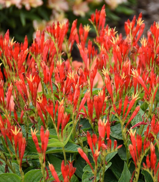 SPIGELIA MARILANDICA `RAGIN CAJUN`-Indian pink