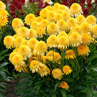 ECHINACEA CARA MIA `YELLOW`