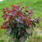 CORYLUS AMERICANUS `PURPLELEAF SELECT`