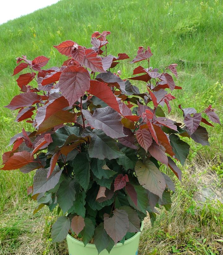 CORYLUS AMERICANUS `PURPLELEAF SELECT`