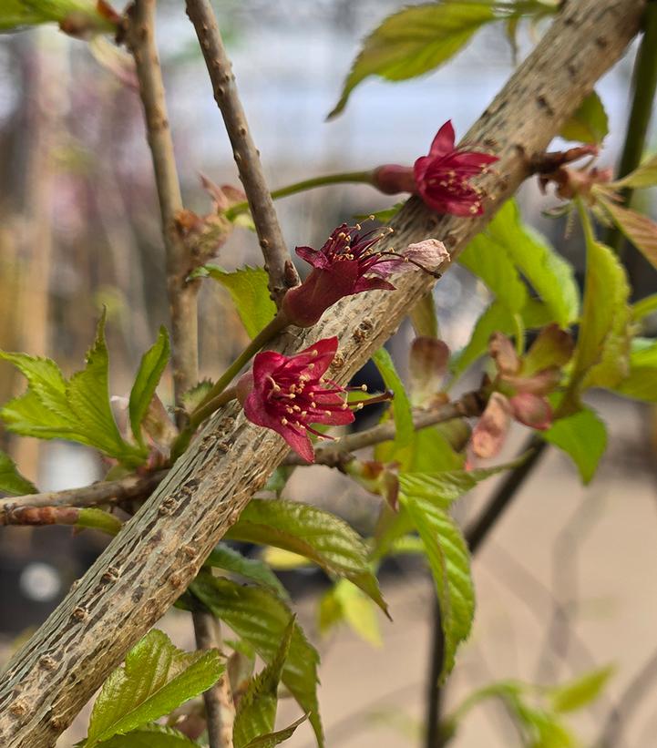 PRUNUS x yedo. Yoshino-Yoshino cherry