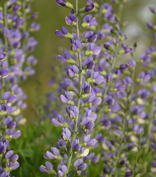 BAPTISIA DECADENCE DELUXE `BLUE BUBBLY`