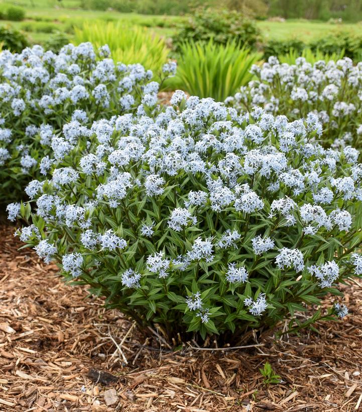 AMSONIA TABERNAEMONTANA `STARSTRUCK`-Blue Star