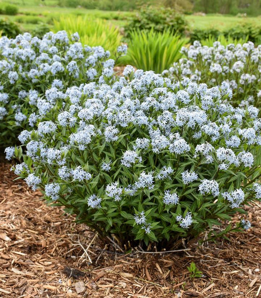 AMSONIA TABERNAEMONTANA `STARSTRUCK`-Blue Star