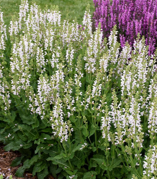 SALVIA COLOR SPIRES `SNOW KISS`