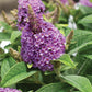 BUDDLEIA DAVIDII DAPPER `LAVENDER`