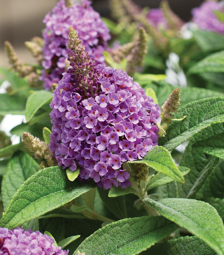 BUDDLEIA DAVIDII DAPPER `LAVENDER`