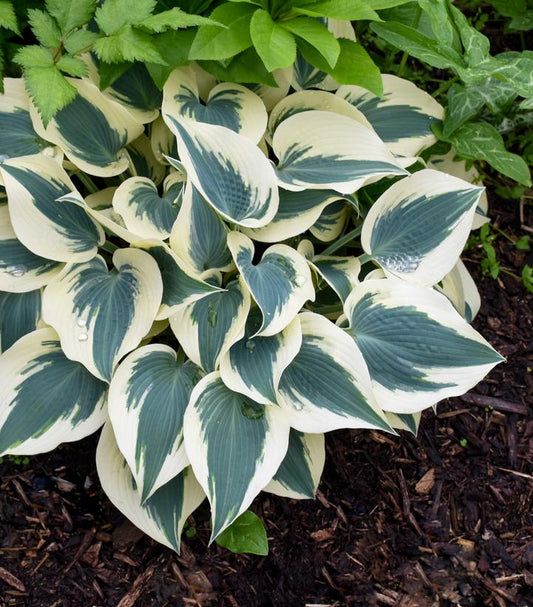 HOSTA `BLUE IVORY`