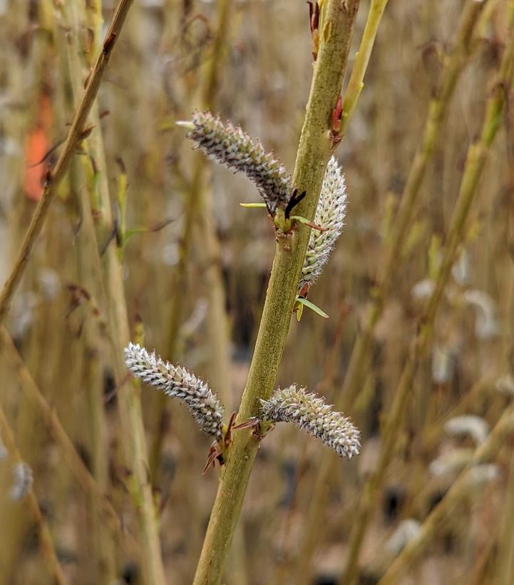 SALIX KORIYANAGI `RUBYKINS`