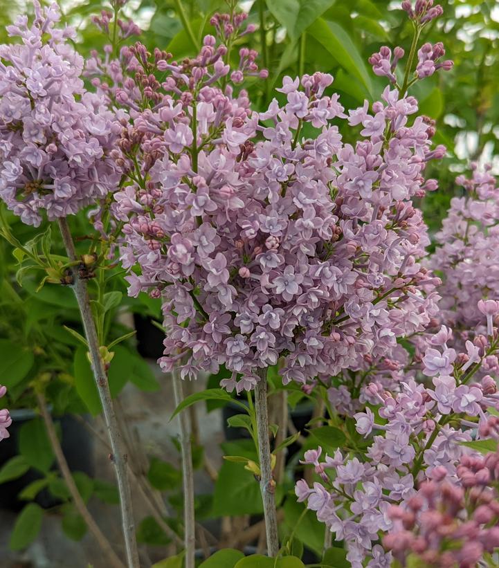 SYRINGA VULGARIS `PAUL THIRION`