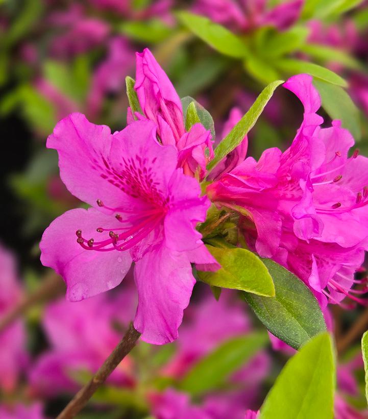 AZALEA `HERBERT`