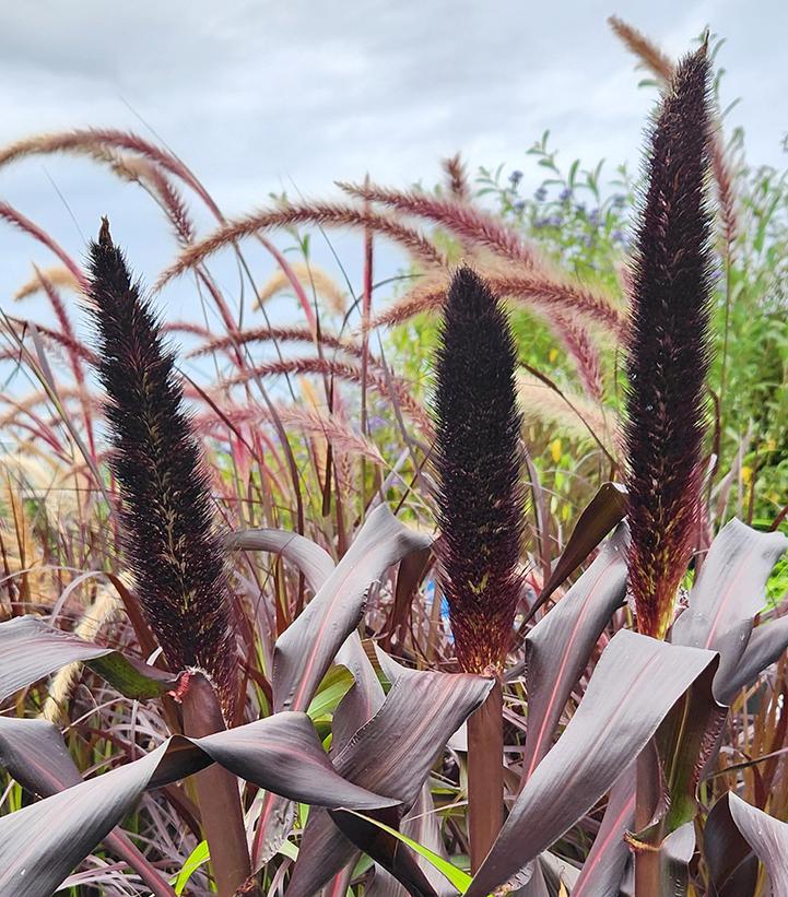 MILLET `PURPLE BARON`-Ornamental Pearl Millet